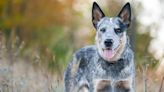 Australian Cattle Dog With Unfixable Leg Injury Gets Rescued with Only Hours to Spare