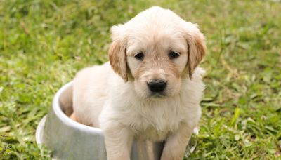 Puppy blues: When bringing home Fido isn't all sunshine and tail wags