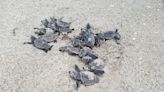 Lighting concerns for sea turtles prompt town investigation | Your Observer