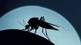 “Es un momento emocionante”: dos vacunas impulsan la esperanza del fin de la malaria