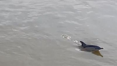 Two dolphins found dead on the bank of River Thames