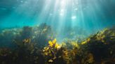 Seaweed plaguing the Caribbean could become eco-friendly products