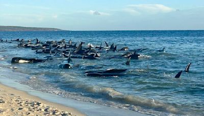 160 ballenas piloto quedan varadas y al menos 26 murieron en Australia