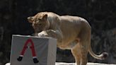 Puerto Rico traslada algunos animales de su único zoológico a Colorado