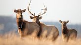 WVU researchers working to protect West Virginia’s elk herd