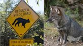 Masiva instalación de señaléticas ante atropellos de fauna en Chiloé: cuántas y en qué comunas