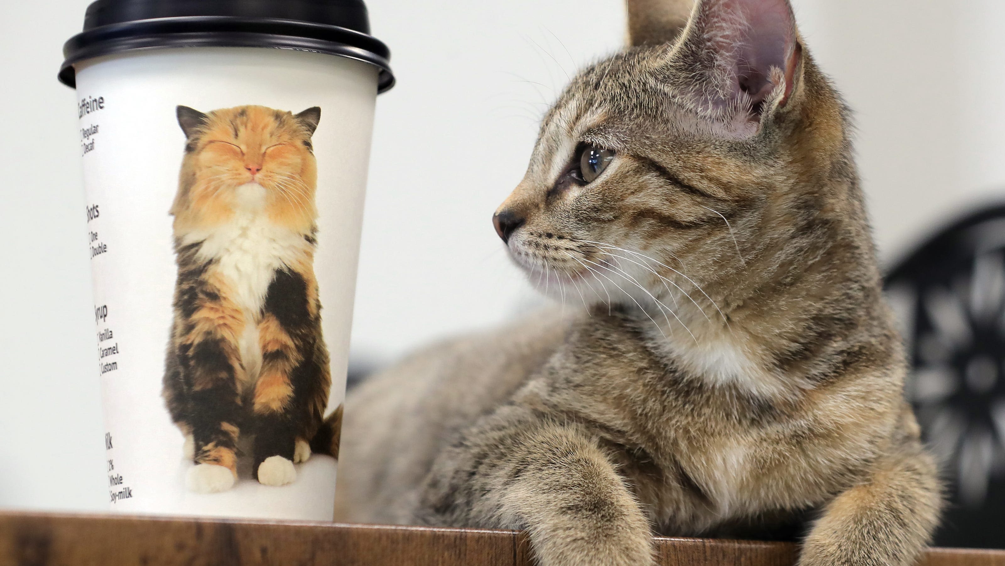 How much water should a cat drink? It really depends, vets say