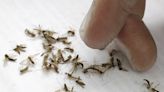 West Nile virus season arrives in Erie County. What is the risk for humans?