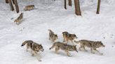 Cientistas descobrem que lobos de Chernobyl desenvolveram resistência ao câncer