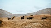 Santa Clara se convierte en un cementerio de ganado por la fuerte sequía en Durango