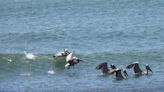 Brown Pelicans arriving injured and malnourished