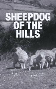 Sheepdog of the Hills