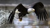 Wildlife Photographer Catches Rare & Incredible Footage of Bald Eagle Swooping in for a Fish