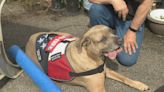 Rochester veteran calls on community help to raise funds for service dog's ACL surgery