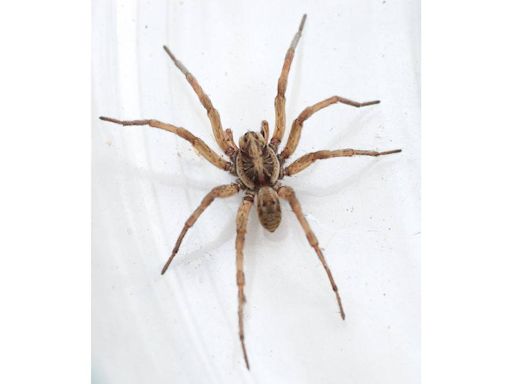 Is one of the largest spider species in SC hiding in your home? What to know