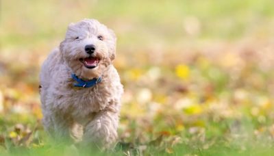 Razas de perros: necesidades, personalidad y todo lo que tienes que saber sobre el Bichón Boloñés