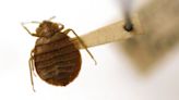 Is your city on the list of US cities with the worst bedbug problems?