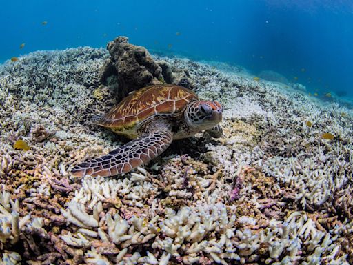 La Unesco pide a Australia mejorar la lucha climática para proteger a la Gran Barrera