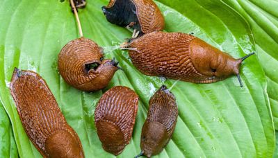 Why it’s been a bumper year for slugs, snails and other garden pests