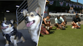 Corgi races take over Alameda County Fair in Pleasanton