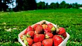 Michigan strawberry season is here: Tips, where to find U-pick farms