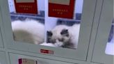 「自助寵物販售機」爆爭議！小貓病懨懨樣...「死好幾隻貓」網友氣炸
