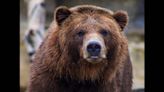 Couple killed by grizzly bear took the proper precautions. Why didn’t it save them?