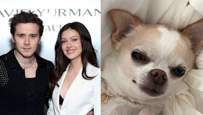 Nicola Peltz Beckham sues dog groomer for ‘malicious abuse’ after chihuahua’s death