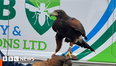 Harris hawk Bella employed to control Worcester's gull numbers