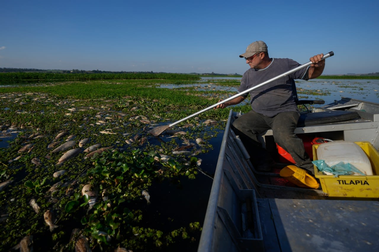 Tons of dead fish cover major river in Brazil after alleged dumping of industrial waste