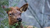 Word from the Smokies: DNA study yields new estimate of Smoky Mountain elk population