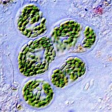 Marine prokaryotes