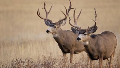 California Poaching Ring Charged with Killing Dozens of Deer at Night in Residential Areas