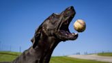 Service Dog Catches Home Run Ball at Spring Training Game