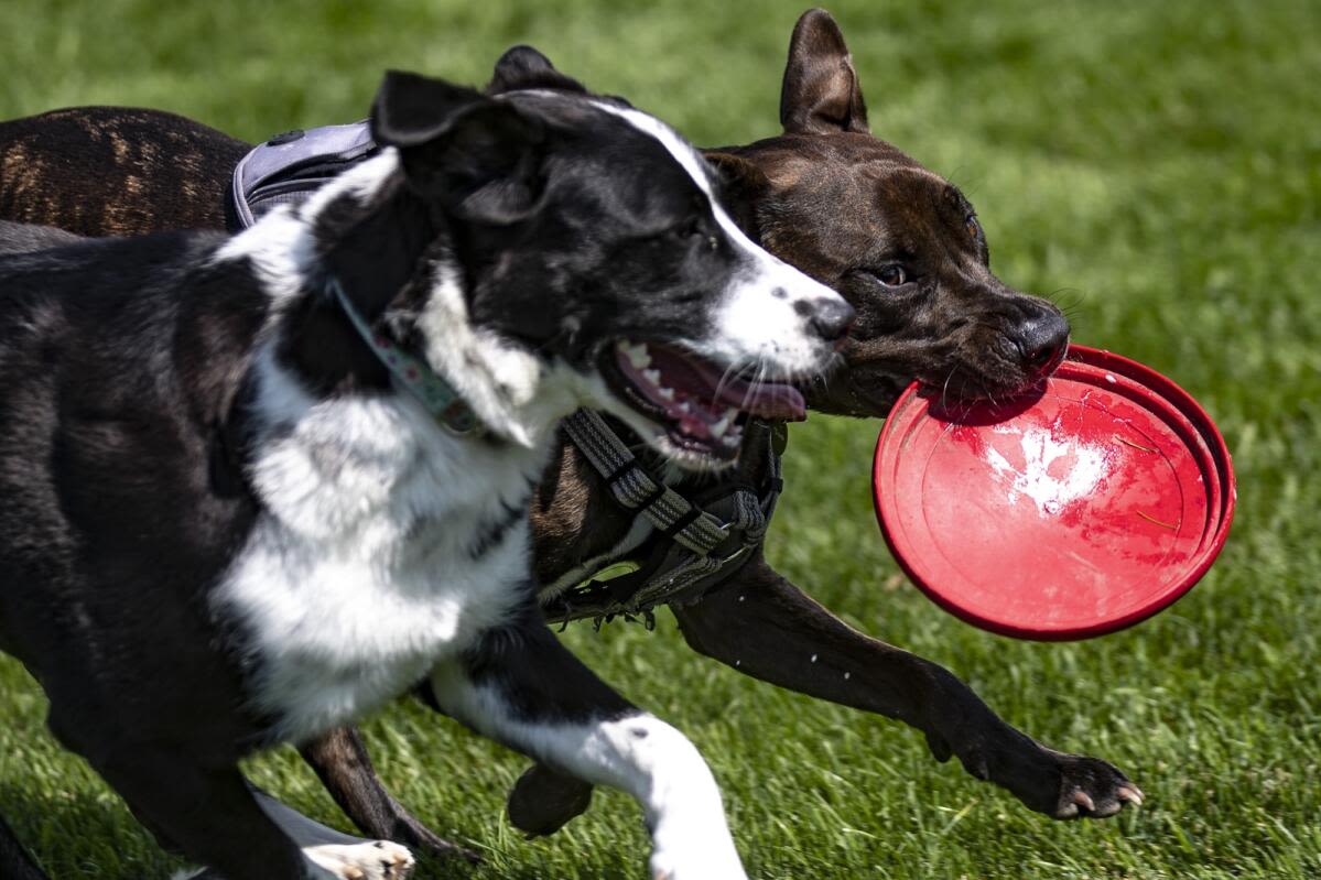 Photos: Cedar Rapids opens third dog park with Friday event