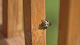 How to Get Rid of Carpenter Bees That Are Bugging Your Home in 4 Steps