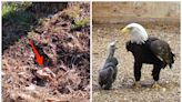 A bald eagle named Murphy went viral for adopting a rock at a Missouri bird sanctuary. Now, he's a foster father to an orphaned eagle chick.