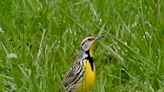 Meadowlarks are tricky to spot. Here are some tips