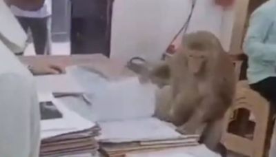 Monkey Mimics Office Worker, Ignoring Bananas to Inspect Files in Viral Video
