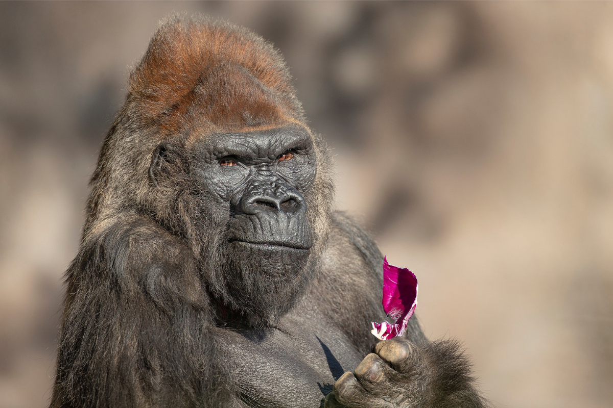 San Diego Mourns the Loss of Winston, Beloved Aging Gorilla at Safari Park