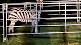 After six days, North Bend zebra finally corralled, but method questioned by locals