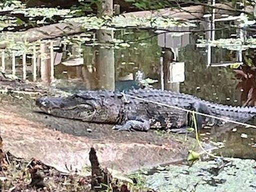 Cómo una mujer escapó de las garras de un cocodrilo de 200 kilos en Florida
