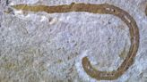 425-million-year-old sea worm shoved its throat out to hunt prey
