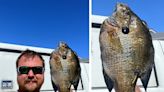 South Dakota Diver Spears a State-Record Bluegill