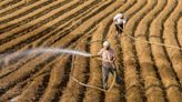 China’s record heat and heavy rain raise food security concerns