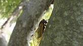 Should You Expect Cicadas in Your Area This Summer? We Asked a Pest Pro