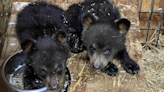 Bear sanctuary cares for 13 orphaned cubs