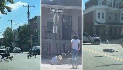 Dog pack tears into man on Philadelphia street before cop shoots them