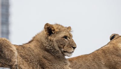 African lion cub 'Lomelok' dies at Lincoln Park Zoo after first of its kind surgery