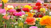 How to Grow and Care for Ranunculus Flowers